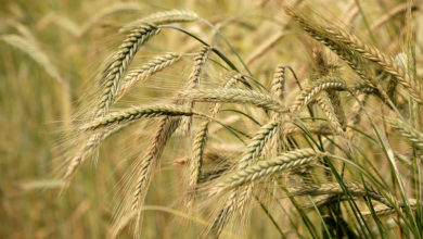 ID 5322260 © Hurry | Dreamstime.com