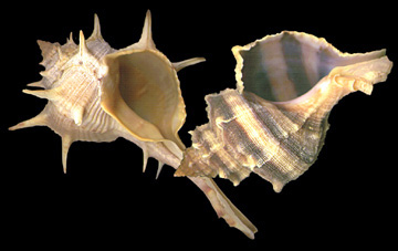 image006.jpg (37177 bytes)