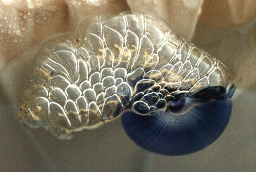 image015.jpg (28159 bytes)