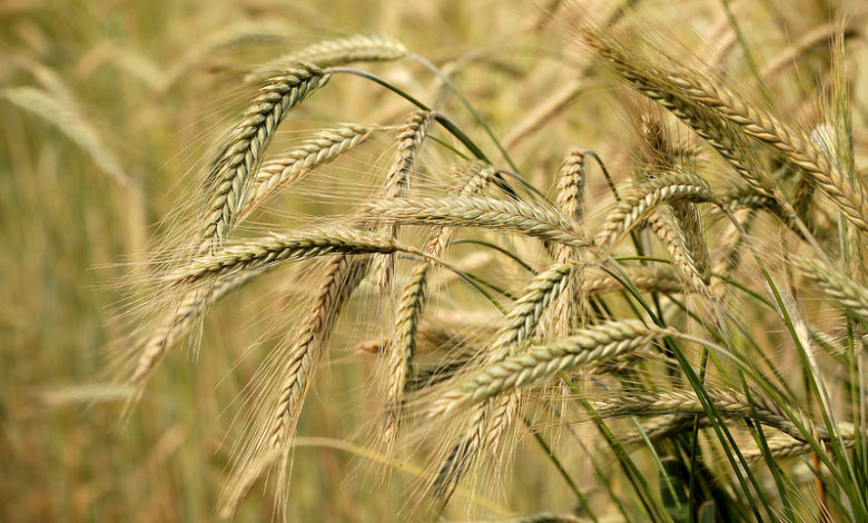 ID 5322260 © Hurry | Dreamstime.com